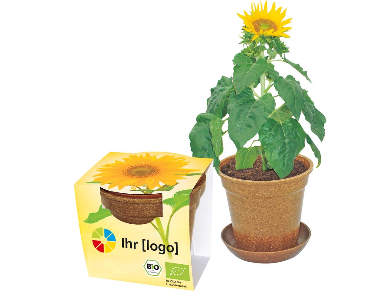 Bio Sonnenblumen im Easy Wachstumstopf